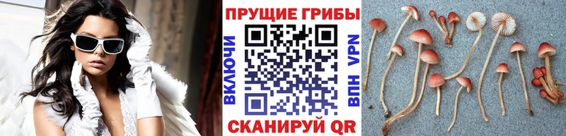Псилоцибиновые грибы Magic Shrooms  Гороховец 